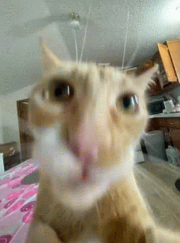 Trying to Play Video Games With Your Cat - Señor GIF - Pronounced