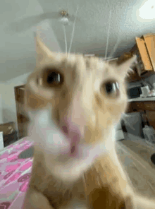 You Got Games On Yo Phone Cat GIF