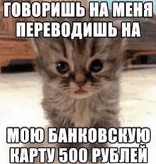 a kitten is sitting on the floor and looking at the camera with a meme in russian .