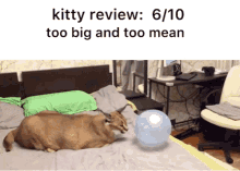 Kitty Review Big Flopa GIF - Kitty Review Big Flopa Big Floppa GIFs