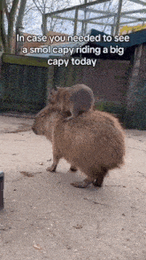 Capybara Capybra Ride GIF - Capybara Capybra Ride Baby Capybara GIFs