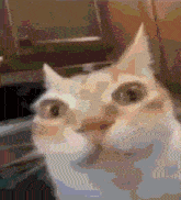 Weird Cat Pixelated GIF - Weird Cat Pixelated Weird Cat GIFs