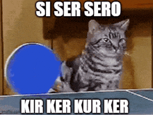 a cat is sitting on a ping pong table with a blue ball and the words si ser sero kir ker kur ker below it