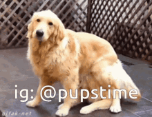 a picture of a dog with the words ig : @pupstime written below it