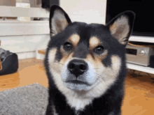 Shiba Max Shibenation GIF - Shiba Max Shibenation Dog Yawn GIFs