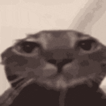 Cat Sad Cat Stare GIF - Cat Sad Cat Stare GIFs