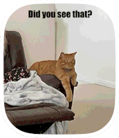 a cat laying on a couch with the words did you see that