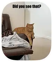 a cat laying on a couch with the words did you see that