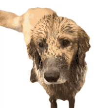 dog playing dirty mud clean me