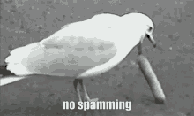 No Spamming Sea Gull GIF