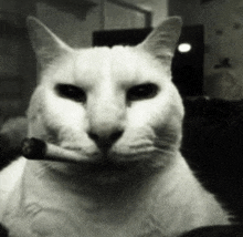 a black and white photo of a white cat smoking a cigarette .