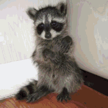 Sunwoo Raccoon GIF - Sunwoo Raccoon Cute GIFs