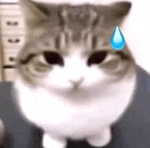 a cat with a tear coming out of its eye .
