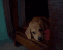 Dogs GIF - Dogs GIFs