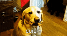 Dogs Treats GIF - Dogs Treats Guilty GIFs