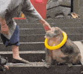 a monkey wearing a yellow ring around its neck is being petted by a man
