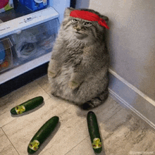 a cat wearing a red headband is sitting on the floor next to a few cucumbers