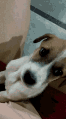 Cute Dog GIF - Cute Dog Zylea GIFs