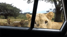 I Wanna Ride, Too! GIF - Lion Open Door Car GIFs