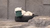 a polar bear is laying on a tire with a green bucket in its mouth