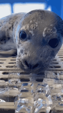 Take A Bite Marine Mammal Rescue GIF - Take A Bite Marine Mammal Rescue Baby Seal GIFs