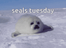 Seals Tuesday Yvloe GIF - Seals Tuesday Yvloe GIFs