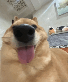 a close up of a dog 's nose with its tongue out