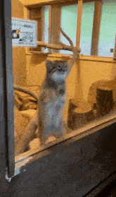 a cat is standing on its hind legs in front of a window with a sign that says ' no pets ' on it