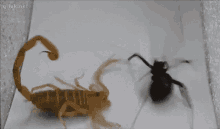 scorpion black widow fighting