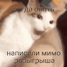 a picture of a cat with a caption that says " когда опять "