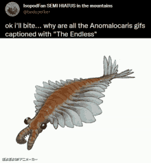 The Endless Anomalocaris GIF - The Endless Anomalocaris Cambrian GIFs