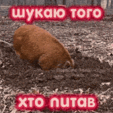 a picture of a pig in the dirt with the words " xto nutob " above it