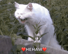 Cats Laugh GIF - Cats Laugh Giggle GIFs