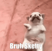 a picture of a hamster that says bruh sketty