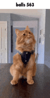a cat wearing a harness and bow tie is sitting on a table with the words balls 563 above it