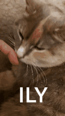 Cat Ily GIF - Cat Ily I Love You GIFs