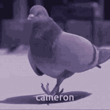 Pidgeon Cam GIF