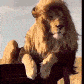a lion with a fake mane is sitting on top of a chair .