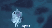 Myles Funny GIF - Myles Funny Octopus GIFs
