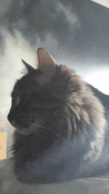 a close up of a cat 's face with a cloudy sky behind it