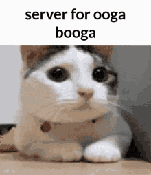 Ooga Booga Server For Ooga GIF - Ooga Booga Ooga Server For Ooga GIFs