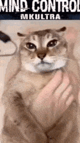 Mind Control Mkultra GIF - Mind Control Mkultra Cat GIFs