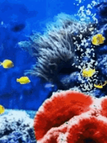 Sea Fishes GIF - Sea Fishes GIFs