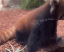 a close up of a cat laying on the ground looking at the camera
