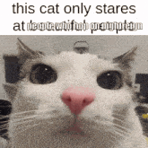 a close up of a cat 's face with the caption " this cat only stares at people who bob on night reign "