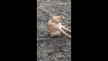 a dog is laying on a set of wooden steps .