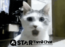 a cat with a surprised look on its face is behind a star tamil chat logo