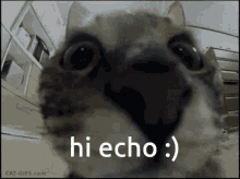 echo hello