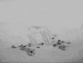 a black and white drawing of a dinosaur 's foot with flowers on the ground .