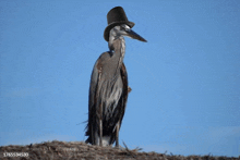 a bird wearing a top hat is standing on a roof